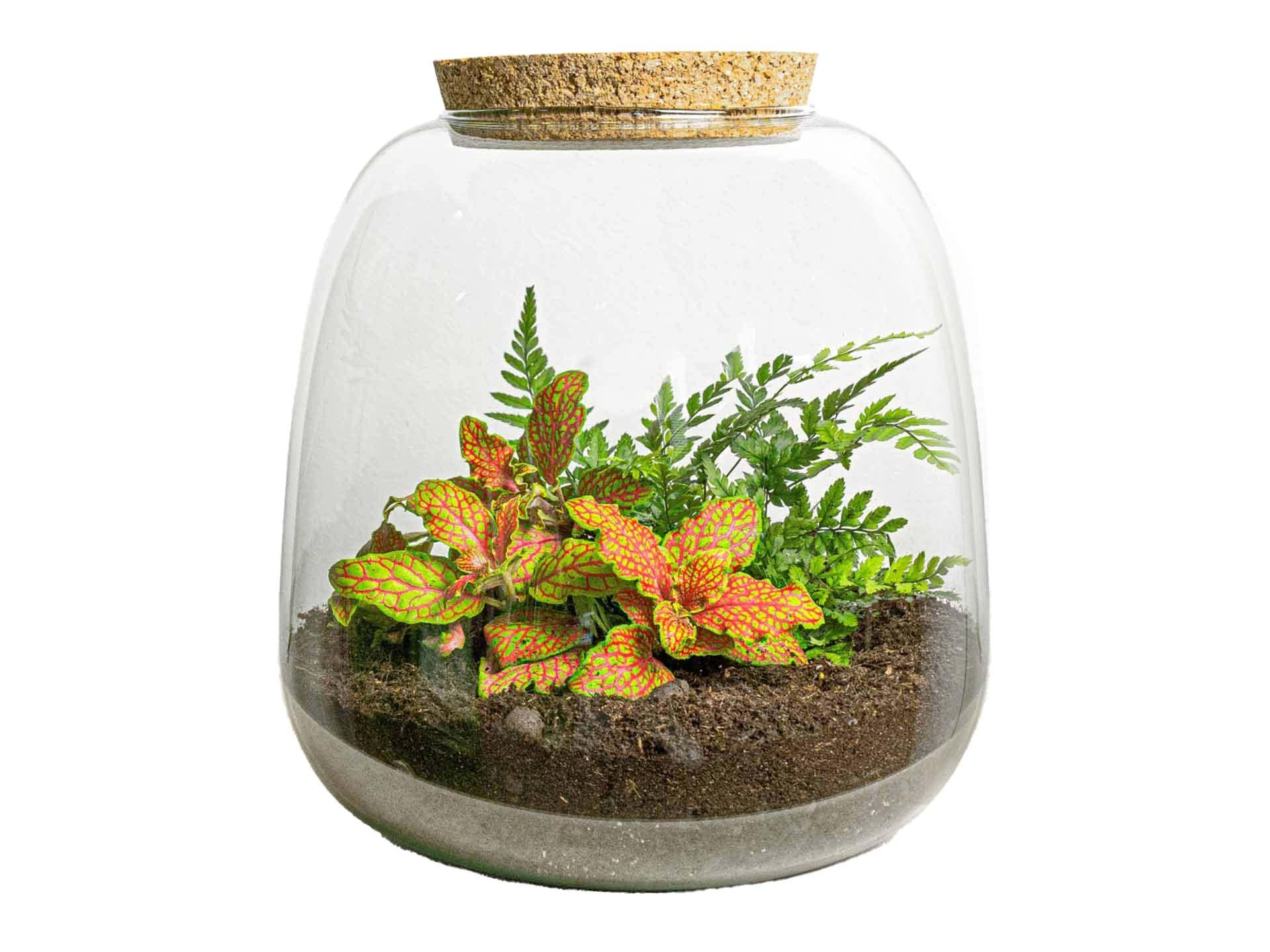 Pflanzenterrarium – Emma Mini – DIY-Set – ↑ 20 cm – Ø 19 cm – Fittona Ruby Lime