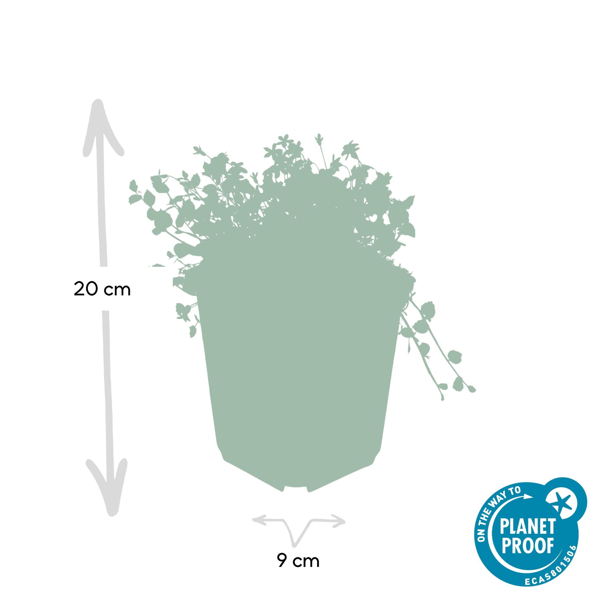12x Isotoma fluviatilis - ↕10-25cm - Ø9cm