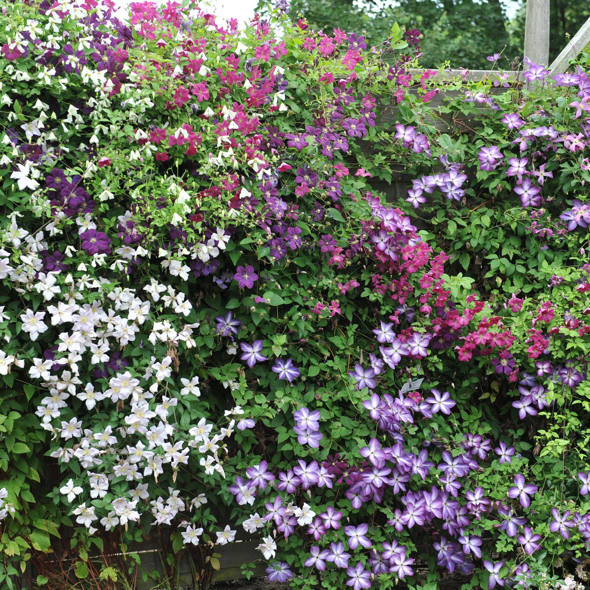 Green boutiQ – Kletterpflanze – Clematis Tricolor – Blüten: Rosa, Weiß, Lila – Pflegeleicht – 3 Pflanzen – Topf: 11 cm, Höhe: 40 cm