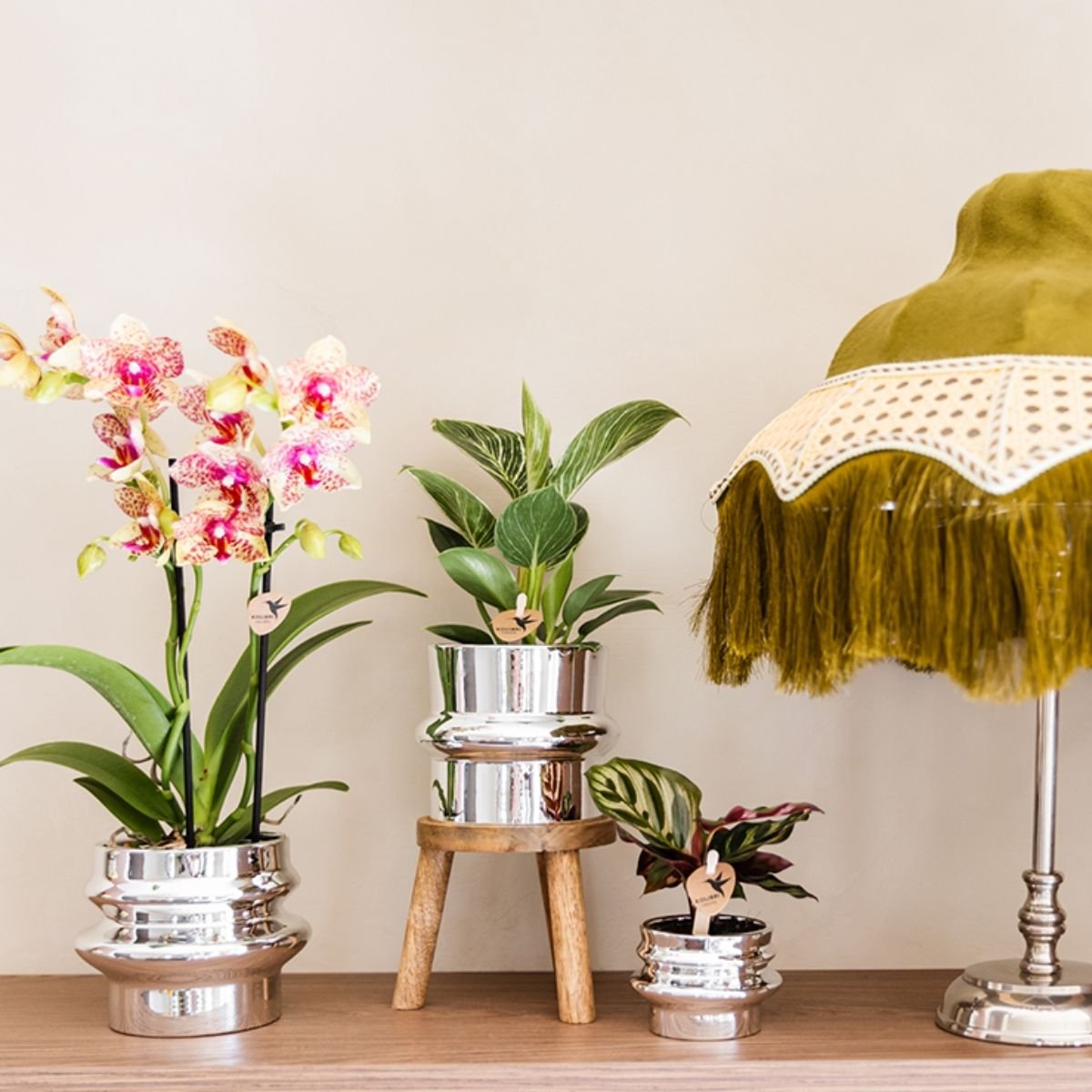 Kolibri Orchids | Combi Deal - 4 Oranje-Gele Phalaenopsis Orchideeën Mineral Grosseto - Ø9 cm