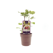 Ficus Brown Turkey - Ø15cm - ↕40cm