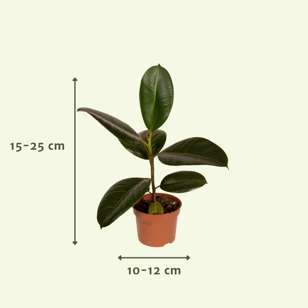 Scatola esterna - Ø12cm - 8x