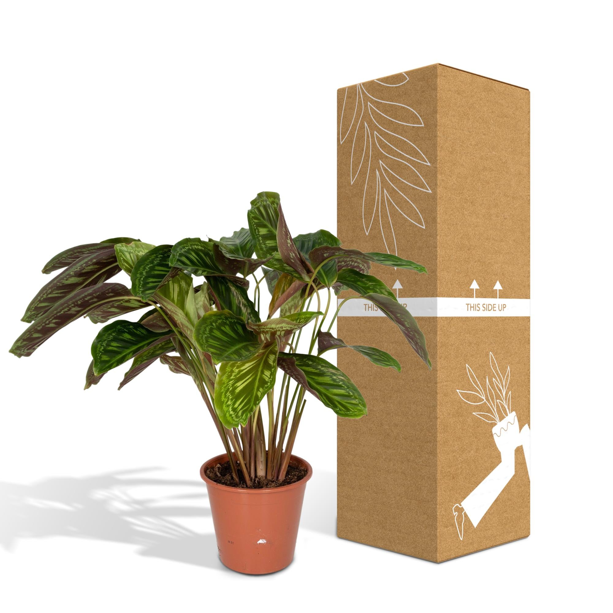 Calathea Flamestar – Pfauenblume – Ø 19 cm – ↕ 75 cm
