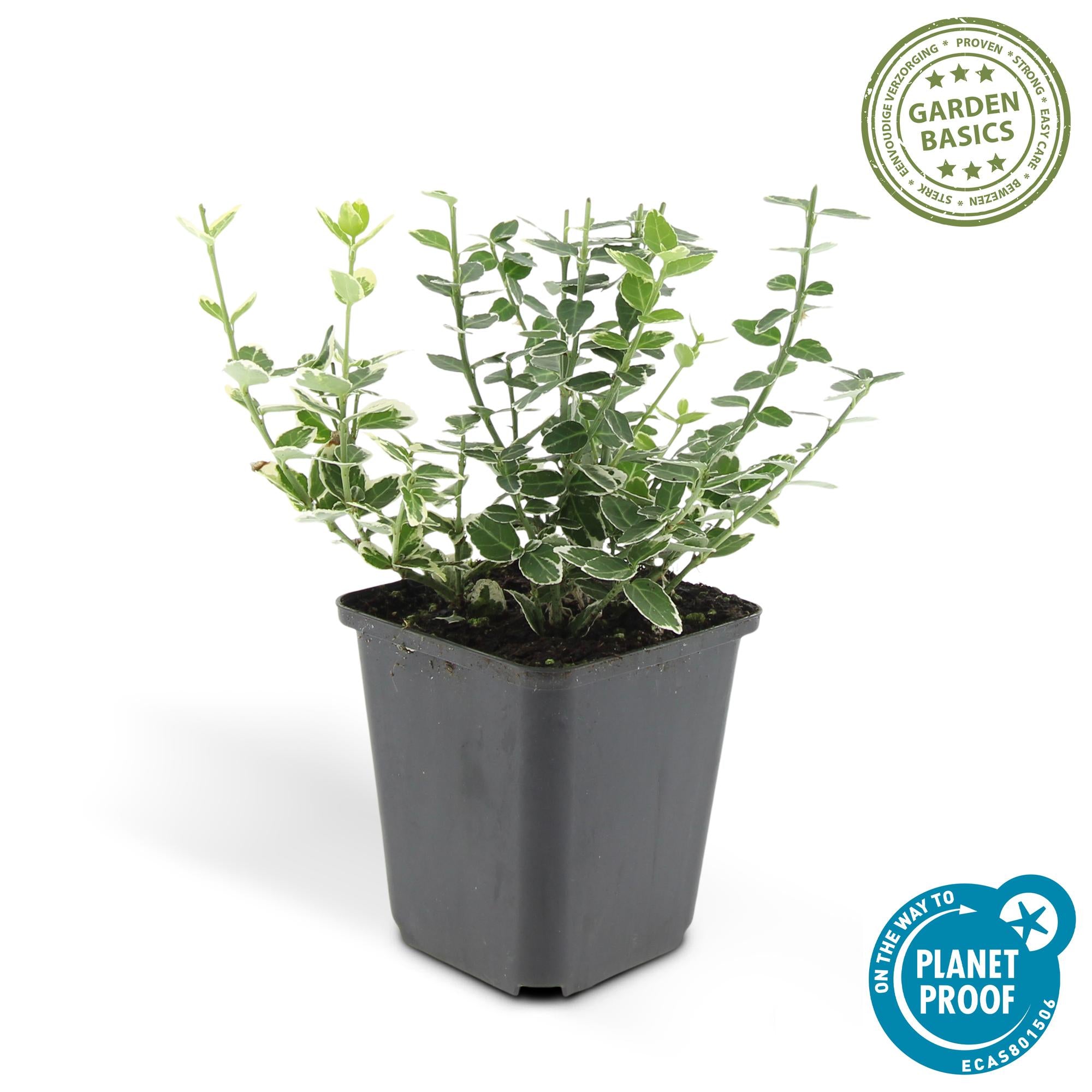 6x Euonymus fort. 'Emerald Gaiety' - ↕10-25cm - Ø9cm