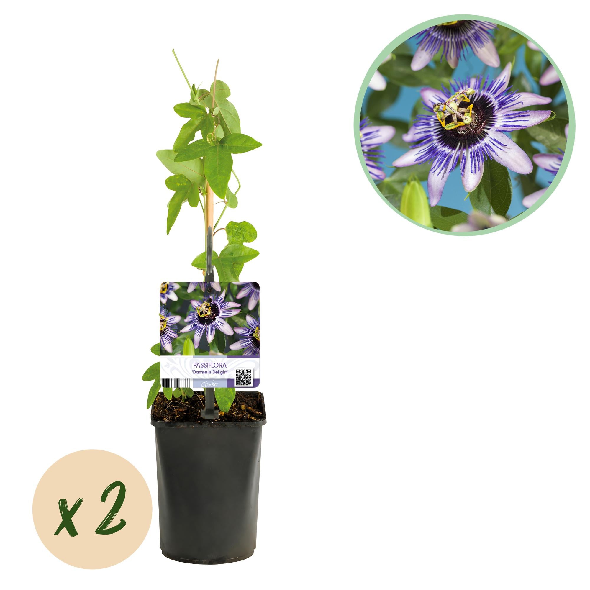 Green boutiQ – Passionsblume – Passiflora 'Damsels Delight' – Lila mit weißen Blüten – Pflegeleicht – 2 Pflanzen – Topf: 11 cm, Höhe: 40 cm