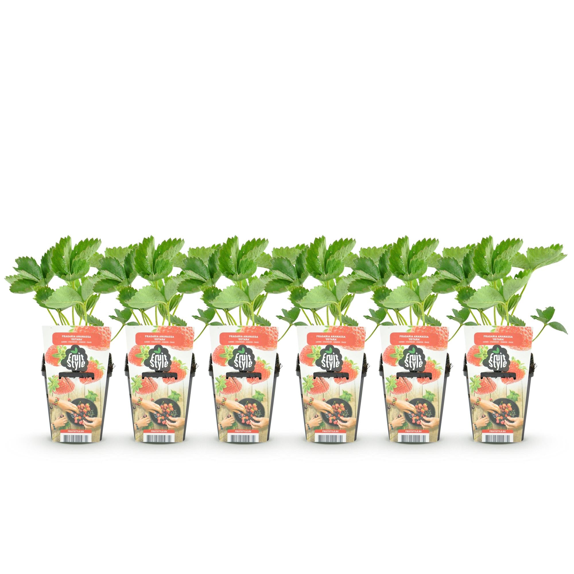 Aardbei - Fragaria Elvira - Winterhard - 6 Planten - Pot 9 cm - Rode Aardbei