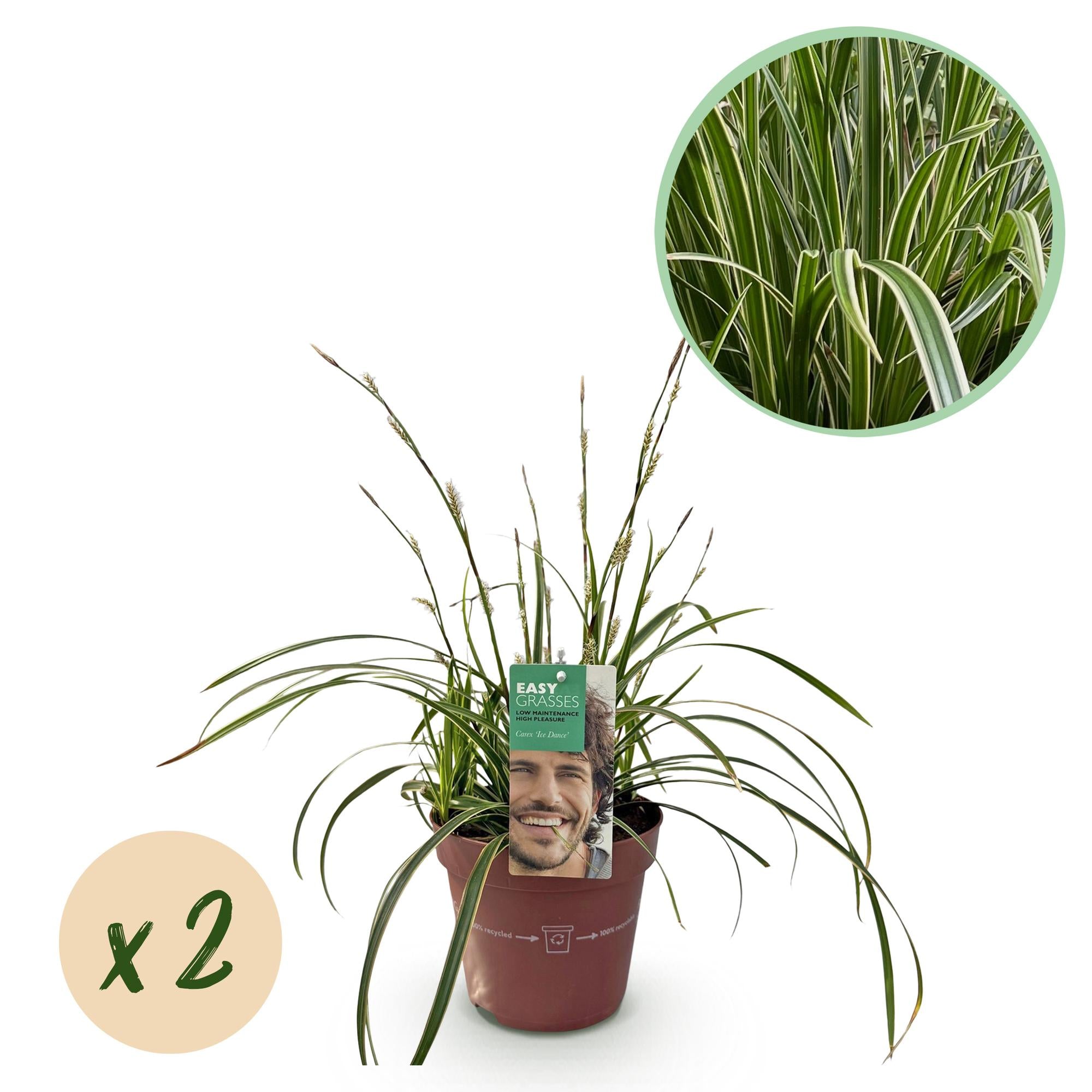 Green boutiQ - Graminacee ornamentali - Carex morrowii Ice Dance - Bianco e verde - 2 piante - Sempreverde - Bassa manutenzione - Vaso 17 cm Altezza 50 cm