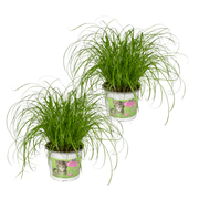 Cyperus Alternifolius (Herbe à chat) - 2 pièces - Ø12cm - ↕20cm