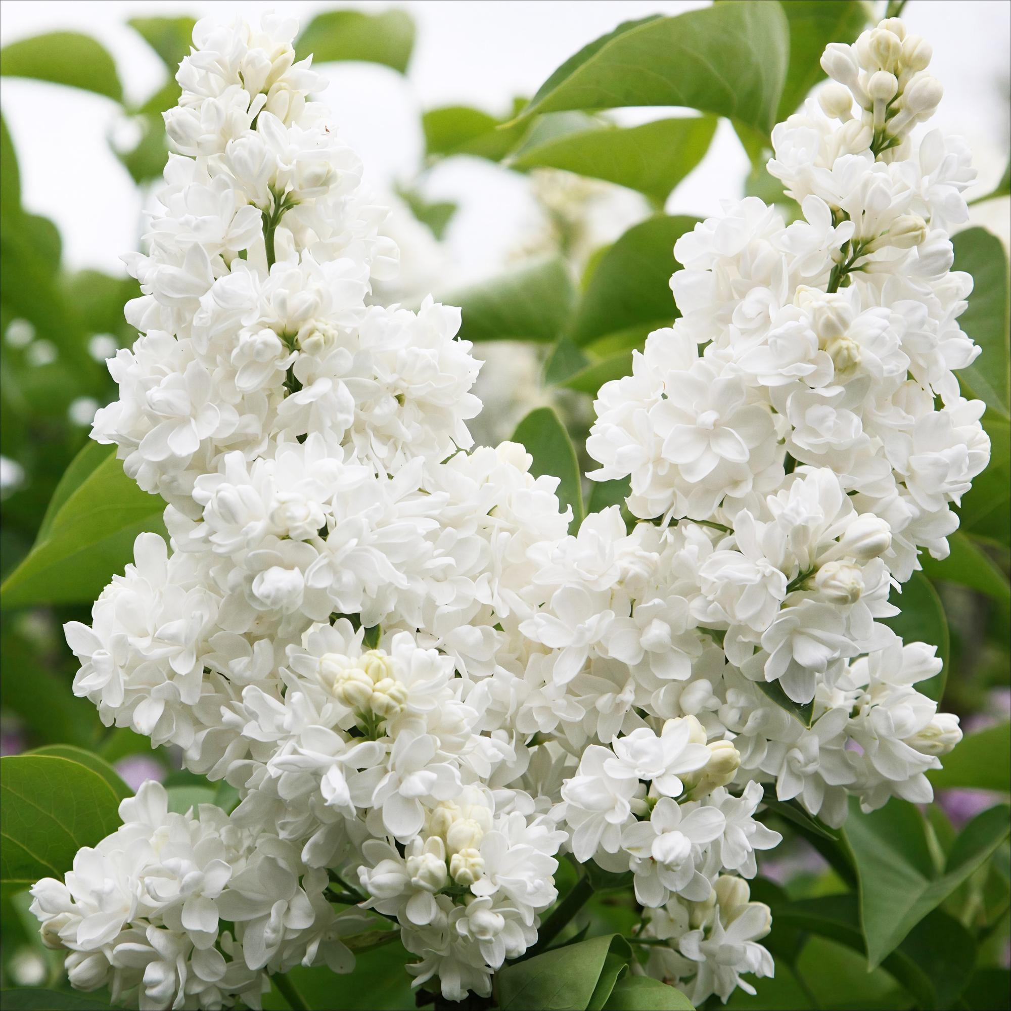 Syringa vulgaris mme Lemoine - Gewone Sering - Winterhard - Wit - 1 Plant - Pot 17cm - Hoogte 45cm