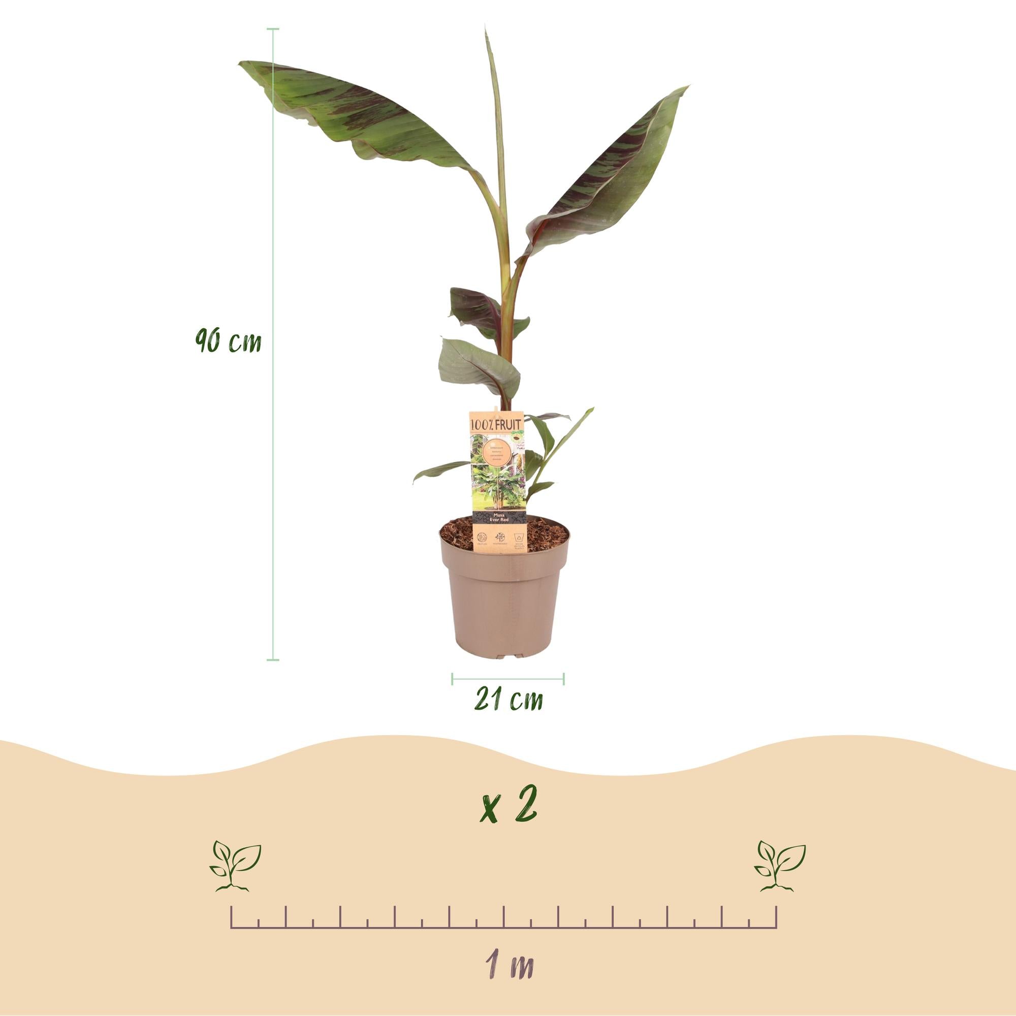Japanse vezelbanaan - Musa Ever Red - Winterhard - Pot 21cm Hoogte 70-90cm