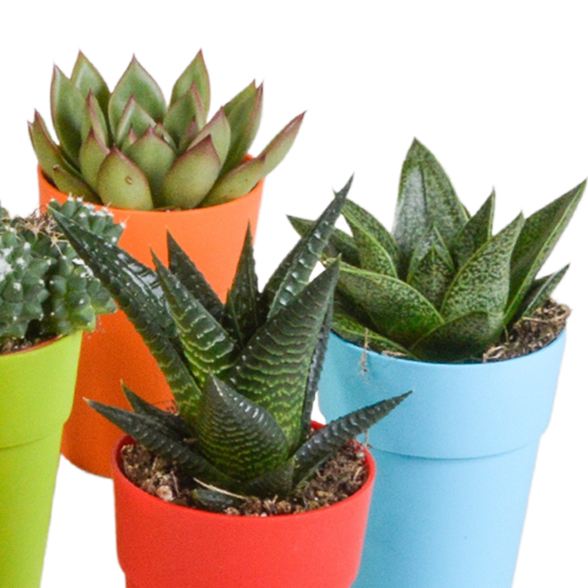 Cactus and succulent mix 5.5 cm | 15 pieces - in a colored plastic pot