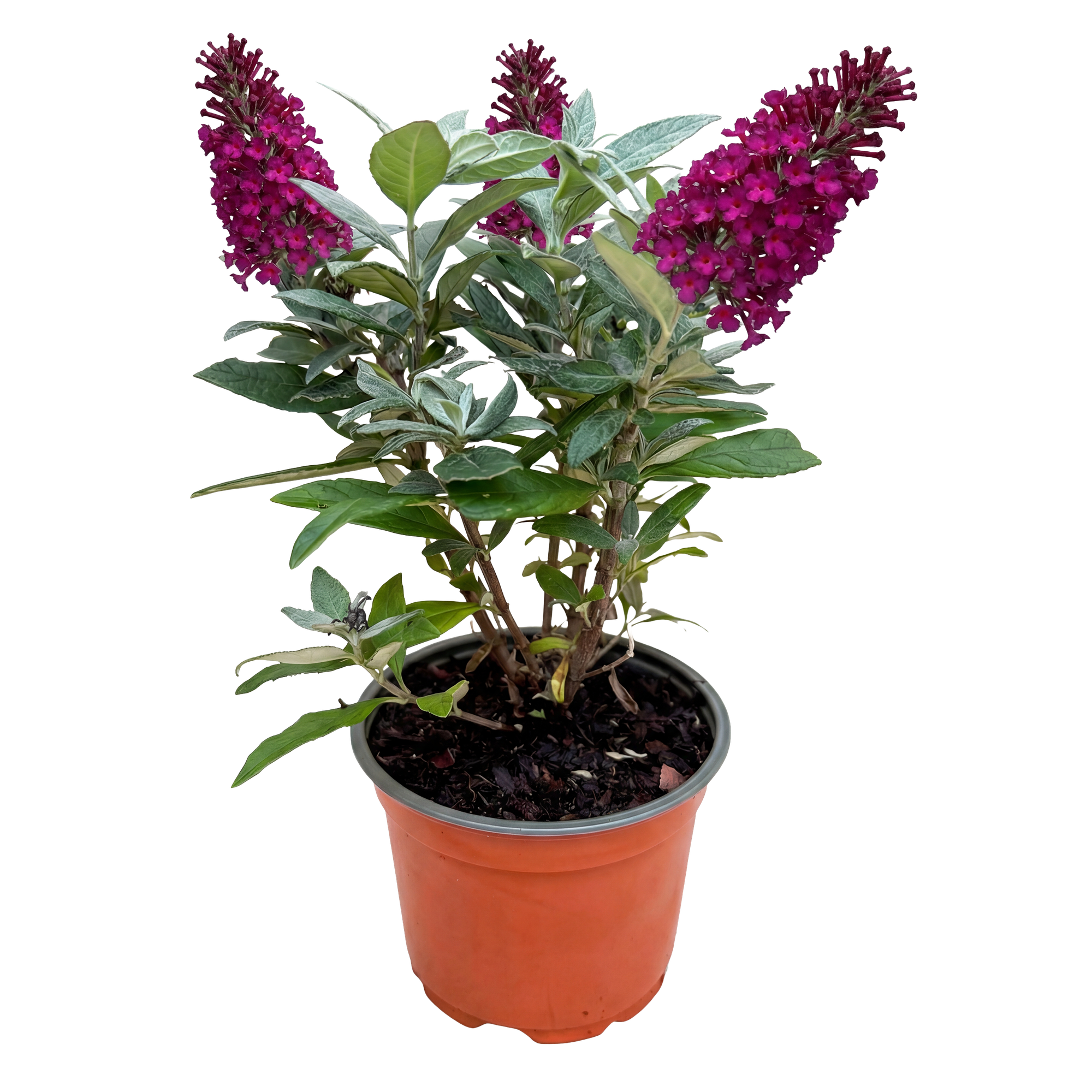Buddleja davidii Butterfly Candy Little Ruby - Vlinderstruik - Compact - Rood - 1 Plant - Pot 12cm - Hoogte 20-25cm