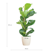 Ficus Lyrata met Viber pot wit - 80cm - Ø21
