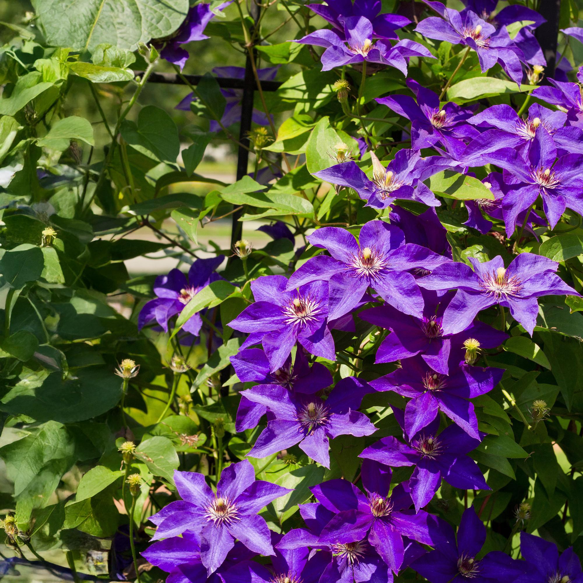 Green boutiQ – Kletterpflanze – Clematis 'The President' – Blüte: Rosa – Pflegeleicht – 2 Pflanzen – Topf: 11 cm, Höhe: 40 cm