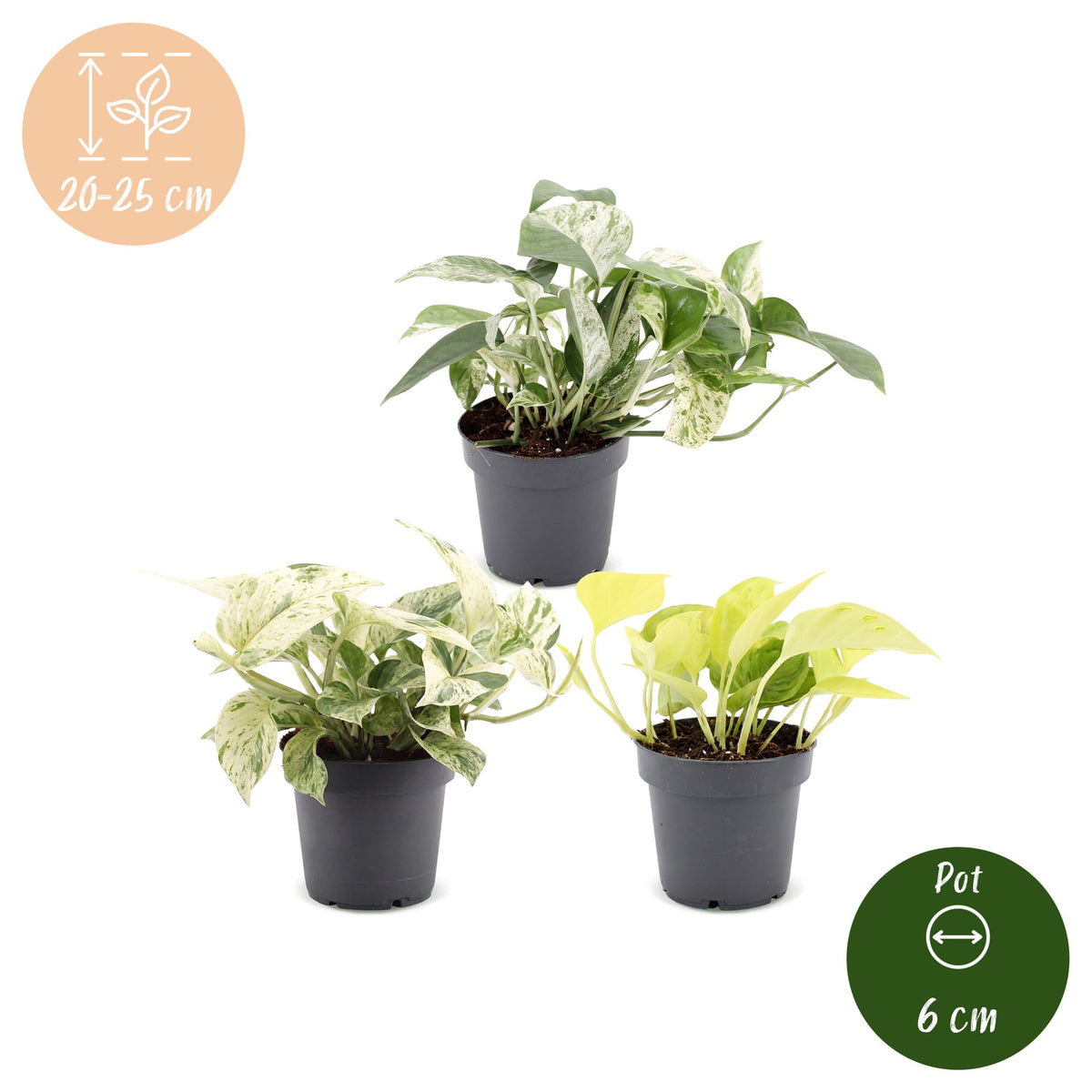 Epipremnum Tricolour 3x - Geel - Groen - Creme - Tropisch - Ø6cm - ↕20-25cm