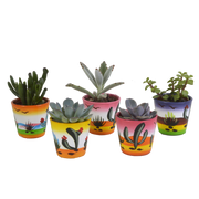 Succulent mix 5.5 cm - 5x - in Mexican pot