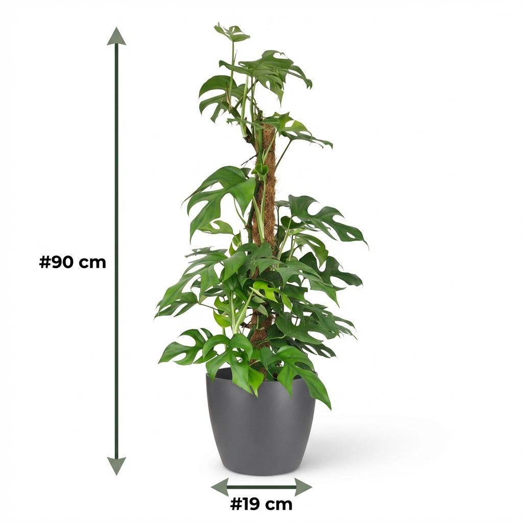 Mini Gatenplant - Monstera Minima Mosstok - Groen - Weinig onderhoud - 1 Plant - met Potter Grijs - Pot 19cm - Hoogte 90cm