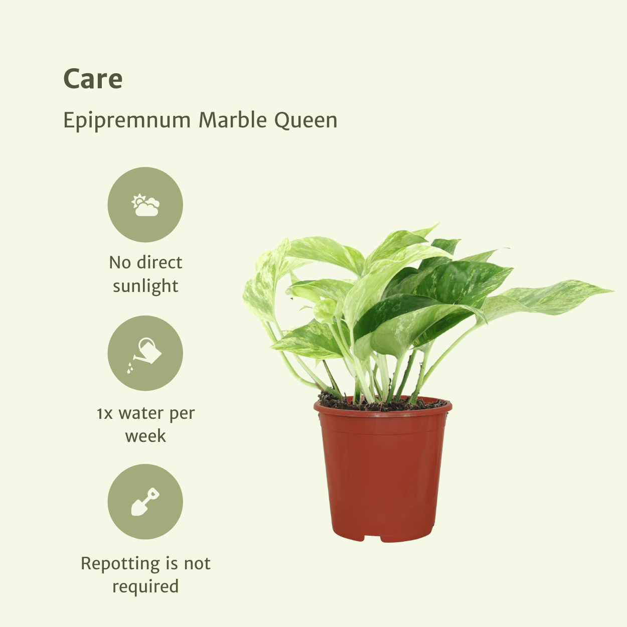 Epipremnum Marble Queen – 4 Stück – Ø 12 cm – ↕ 15 cm