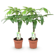 Pachira Aquatica gevlochten stam - Geldboom - Pot 17cm - Hoogte 60-70cm 2x