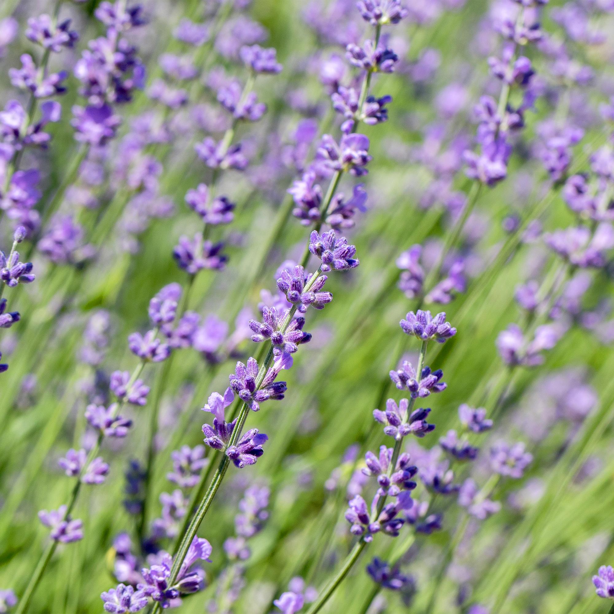 Lavandula angustifolia Hidcote -  blad grijs - 6 planten - 1 strekkende meter - groenblijvend - pot 17cm hoogte 30cm