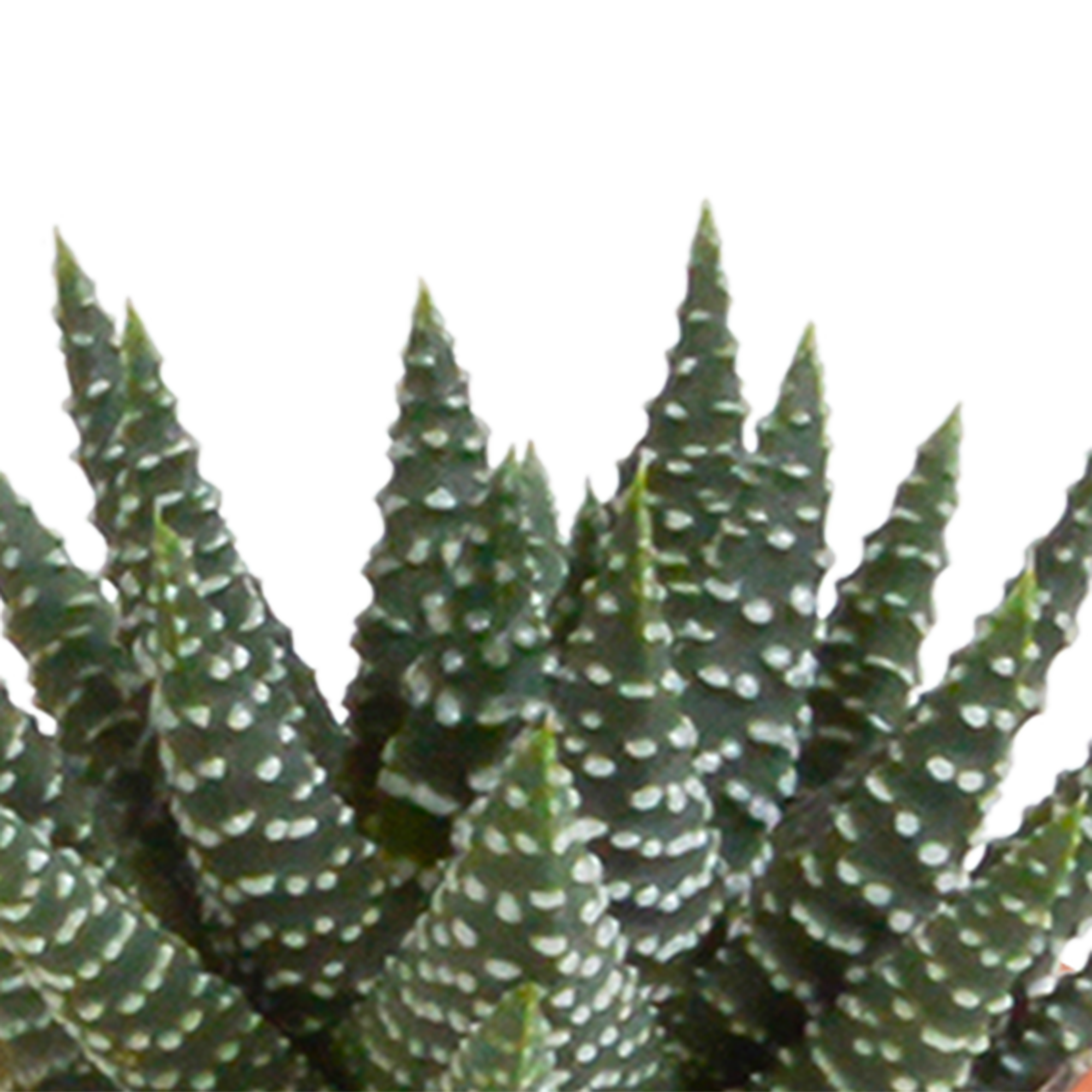 Cactus and succulent mix 5.5 cm | 15 pieces - without pot