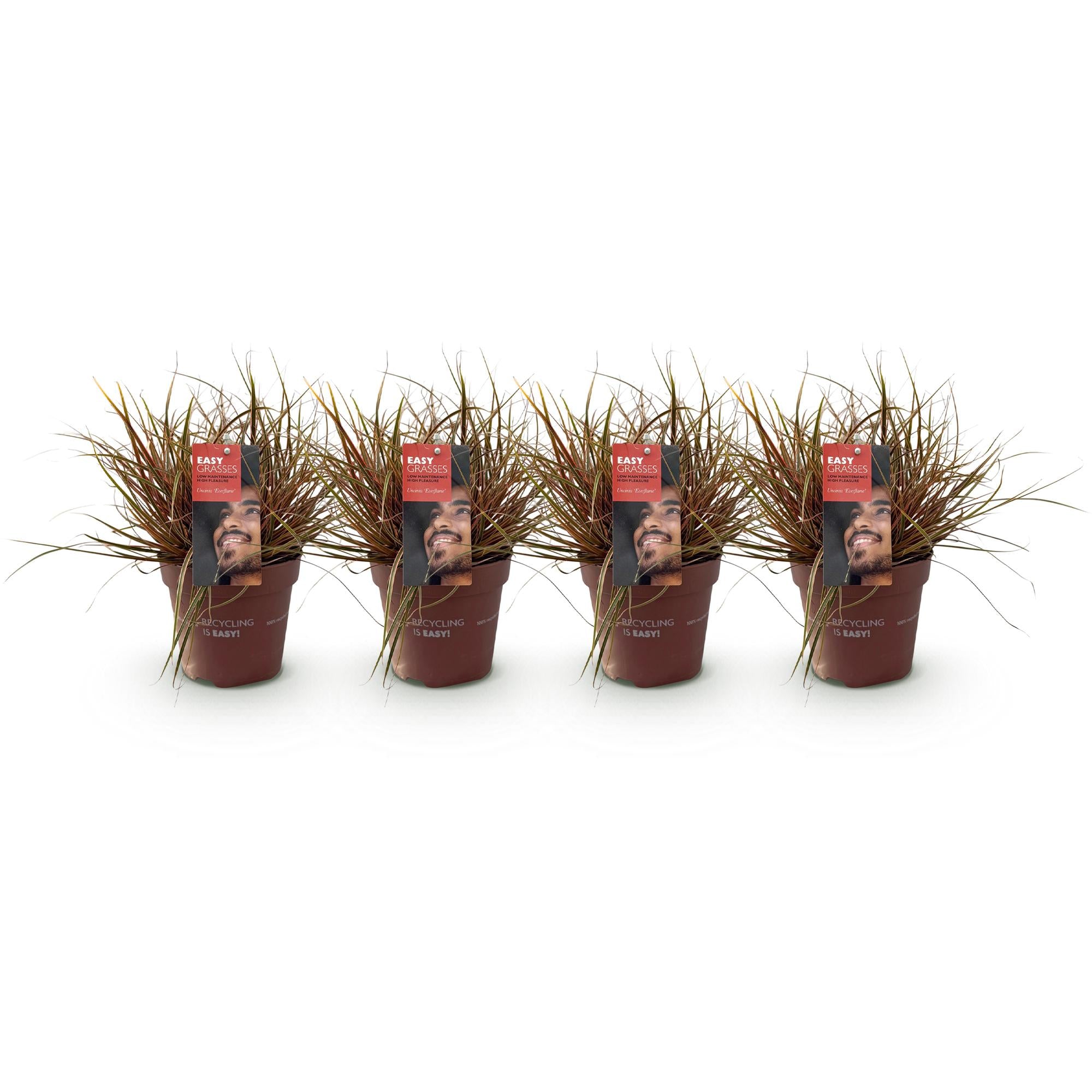 Uncinia rubra Everflame  - Rood - 4 Planten - Bladhoudend - Weinig Onderhoud - Pot 17cm Hoogte 50cm