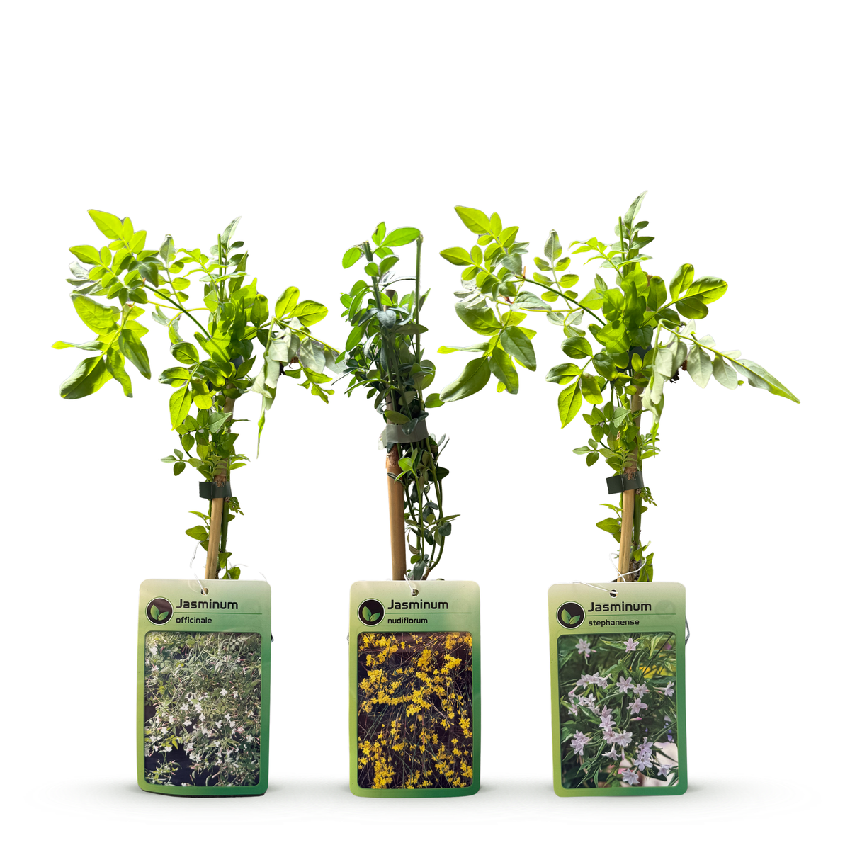 Jasminum Tricolour - Driekleurige jasmijn 3x - Geel - Wit - Roze - Klimplant - Ø9cm - ↕35cm
