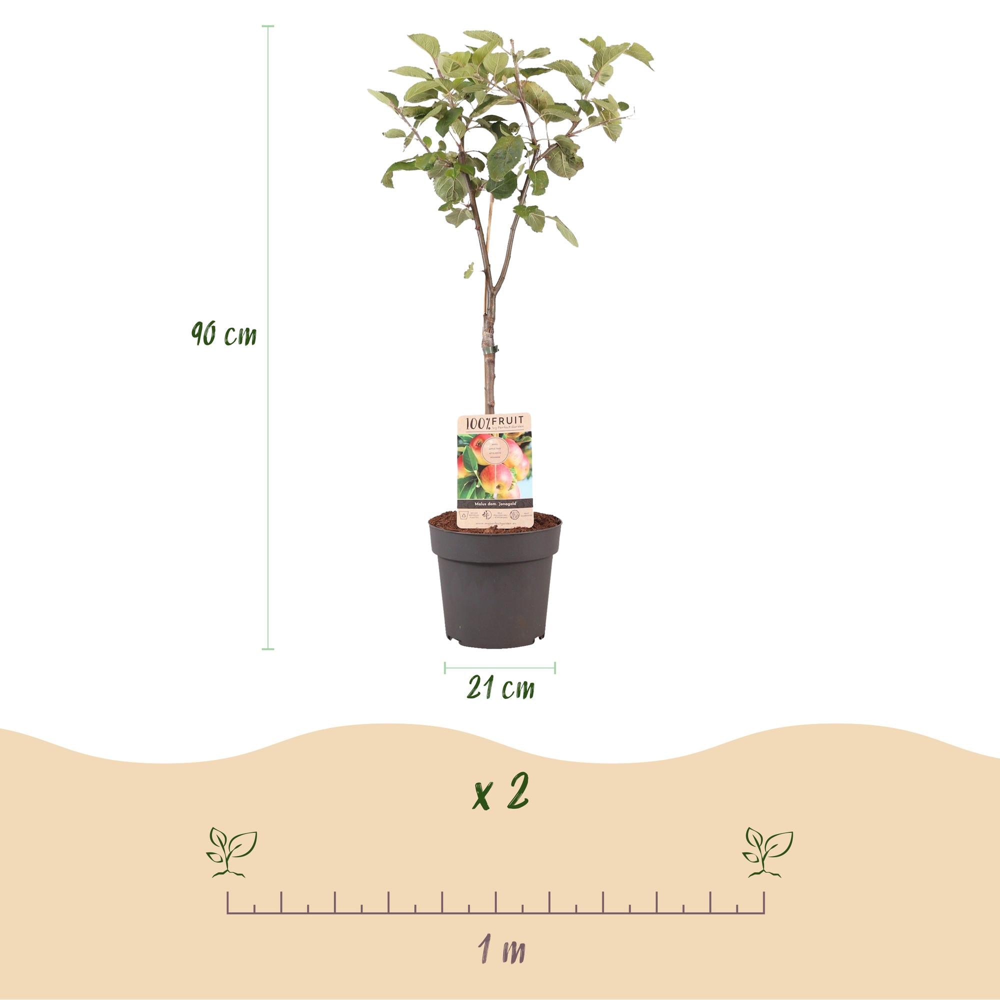 Green boutiQ - Pianta da frutto - Melo - Malus domestica Jonagold - Mela giallo-verde - Vaso 21cm Altezza 90cm