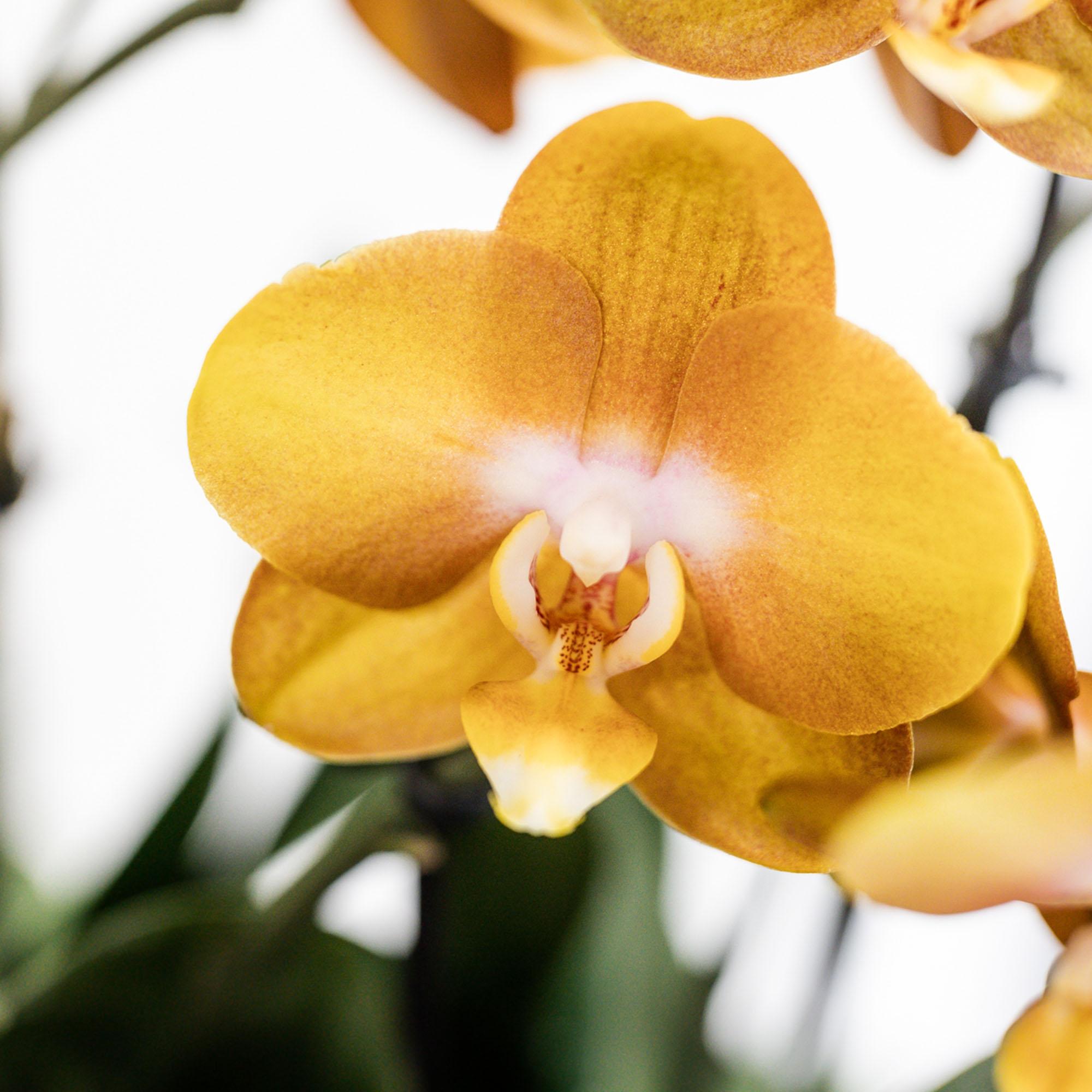 Kolibri Orchids | Juego de orquídeas naranjas en cesta de mimbre con depósito de agua incluido | Tres orquídeas naranjas Las Vegas de 12 cm | Ramo individual naranja con depósito de agua incorporado.