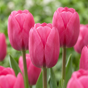 120 bulbos de Tulipa Triumph Rosa - Tulipán Triumph - Rosa - Floración primaveral - Tamaño del bulbo 11/12