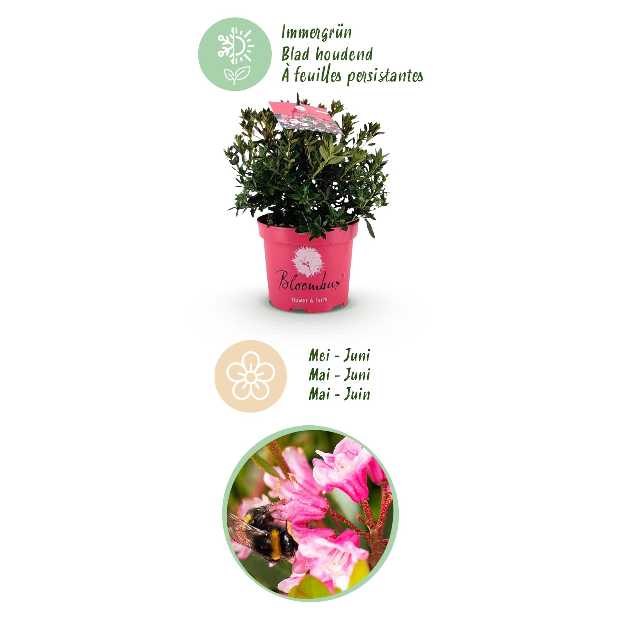 Dwerg Rhododendron - Rhododendron Bloombux Magenta - Bloeiende Buxus - Weinig Onderhoud - Roze Bloem - 6 Planten - Pot 17cm - Hoogte 30-40cm