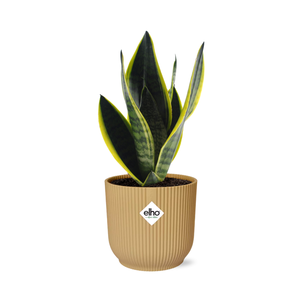Sansevieria Futura Superba in ELHO Vibes Fold 14 cm gelb