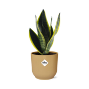 Sansevieria Futura Superba in ELHO Vibes Fold 14 cm gelb