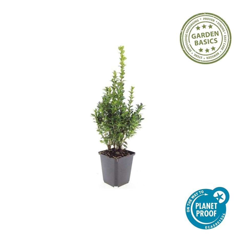 24x Buxus Sempervirens - ↕10-25cm - Ø9cm
