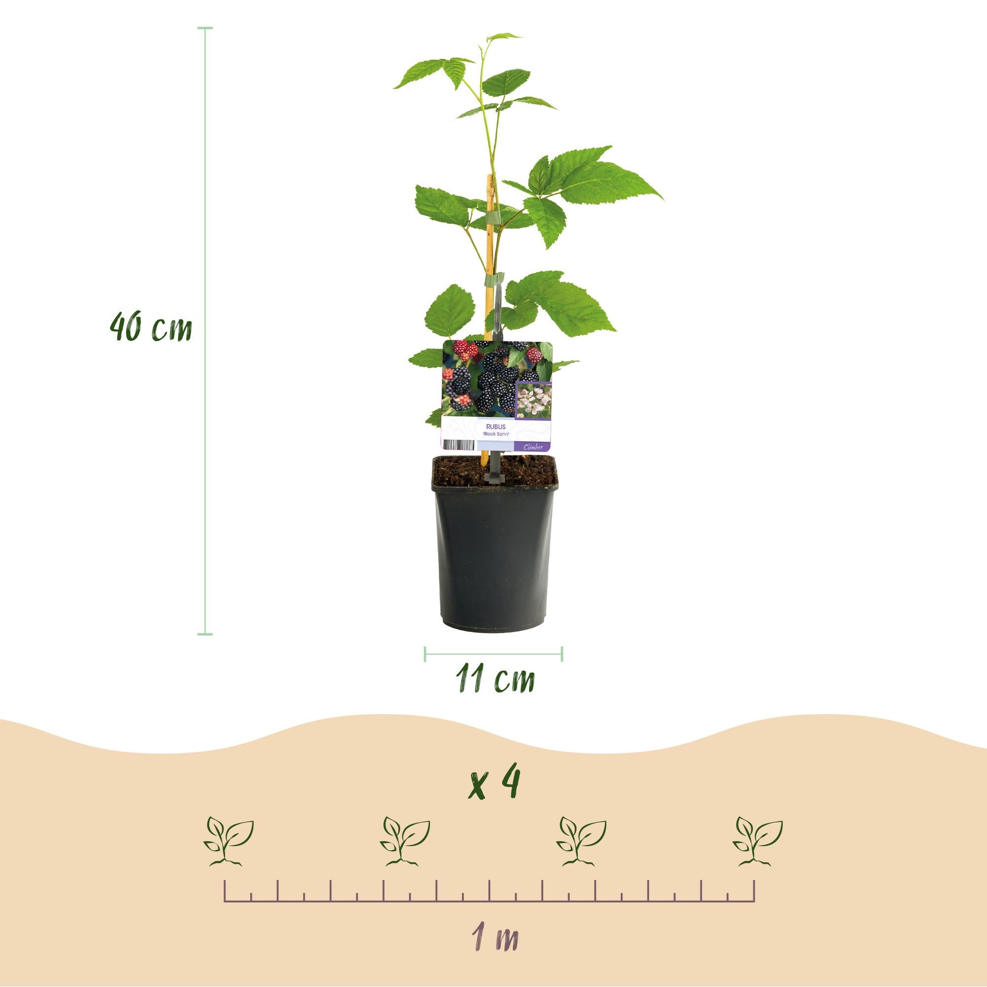Green boutiQ - Pianta da frutto - Mora - Rubus Black Satin - Mora - Senza spine - 2 piante - Vaso 11 cm Altezza 40 cm