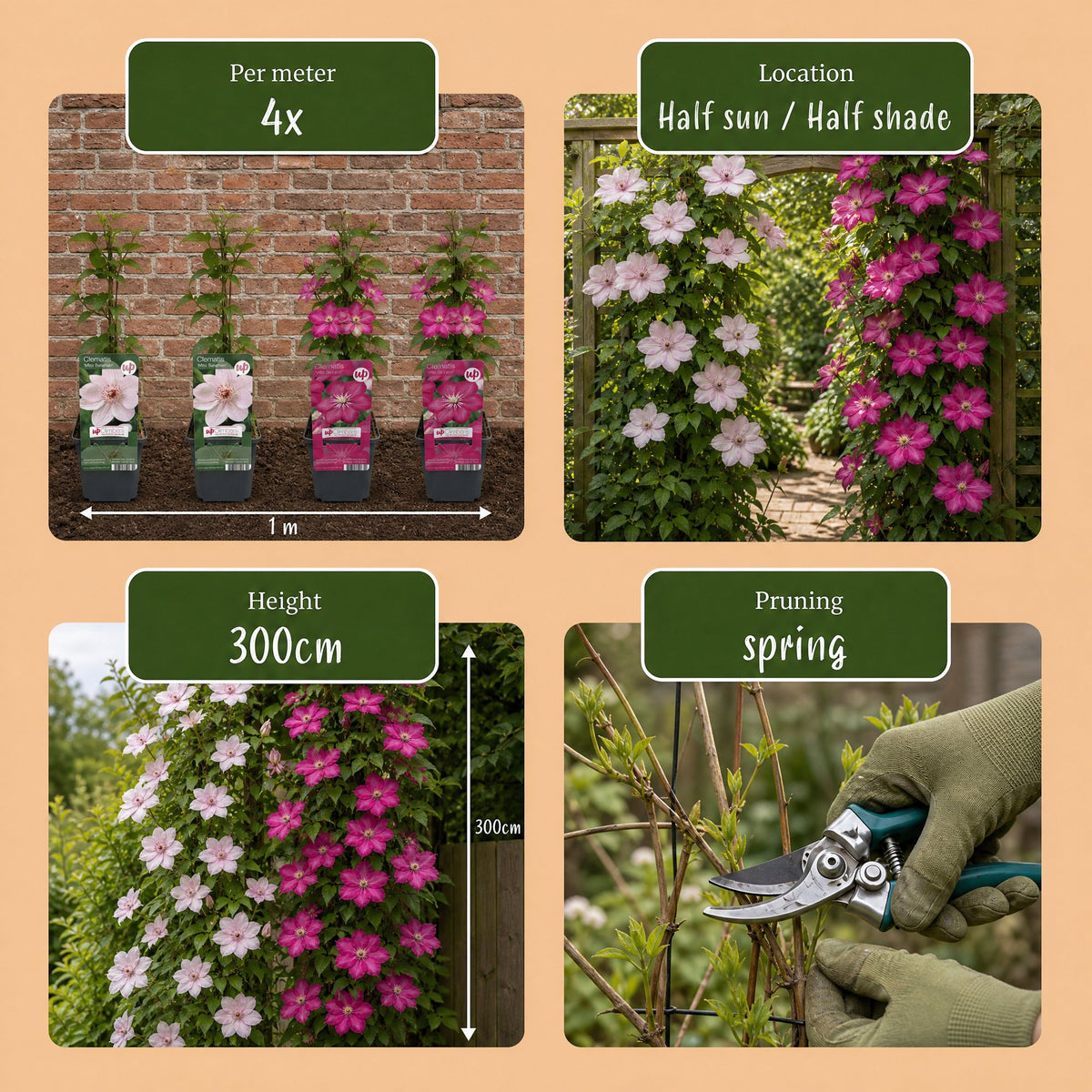 Clematis Duo Pink & White - Bosrank 6x - Wit - Roze - Klimplant - Ø9cm - ↕35cm