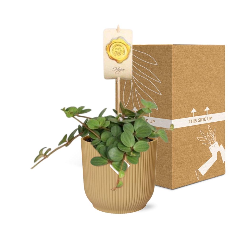 Peperomia 'Hope' in ELHO Vibes Fold 14cm gelb