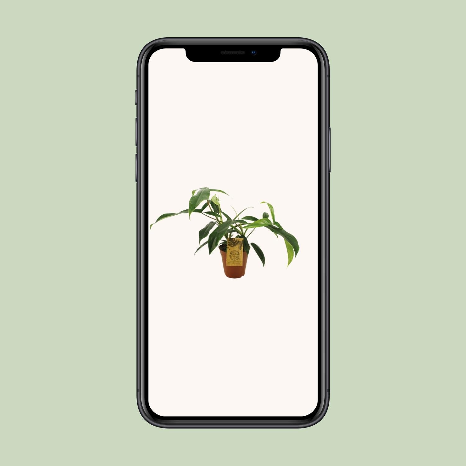 Philodendron 69686 "bette waterbury" - Ø15cm - ↕50cm