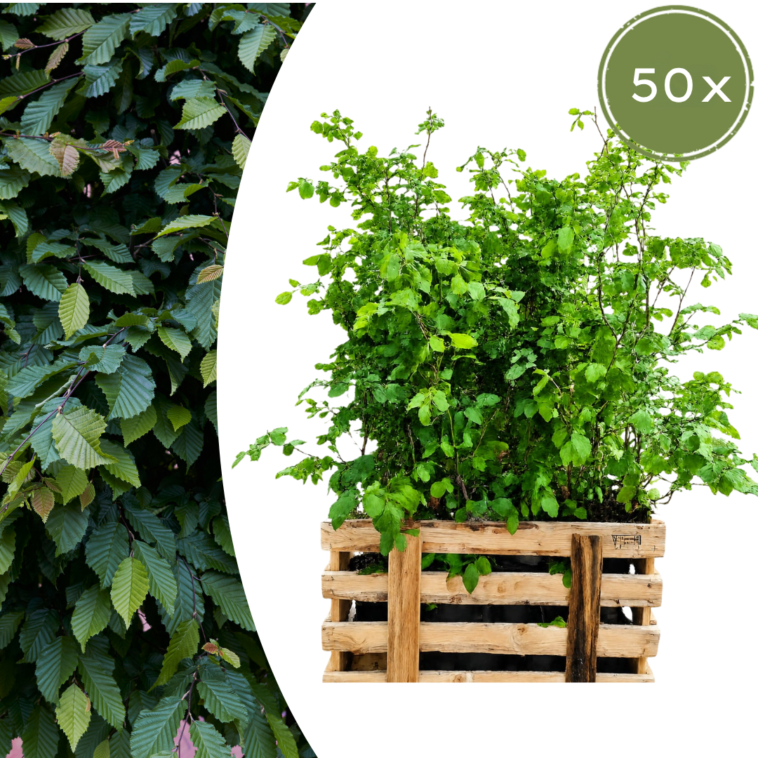 Fagus sylvatica ↕ 80-100 - Ø 19cm - 50x | Mini Pallet