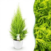 Cupressus Gold Crest Wilma - Kamer conifeer - met Potter Wit - Pot 21cm - Hoogte 85-95cm