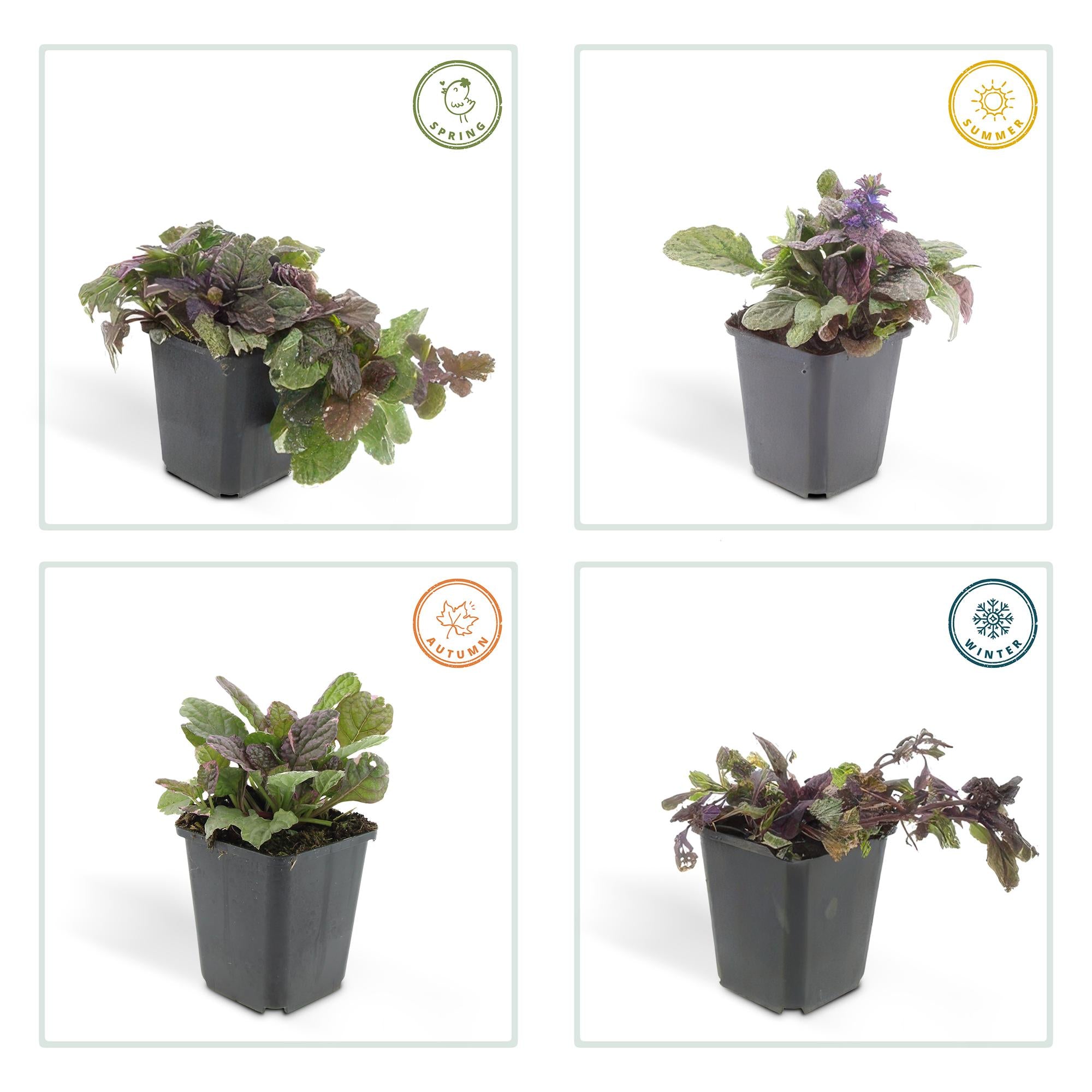 12 Ajuga reptans 'Burgundy Glow' - ↕10-25cm - Ø9cm