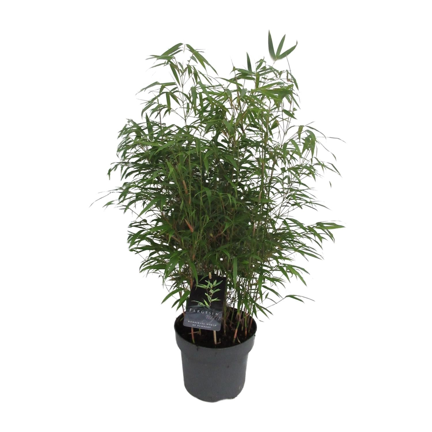 Fargesia Rufa - Bambú Rampante - Ø23cm - ↕95cm