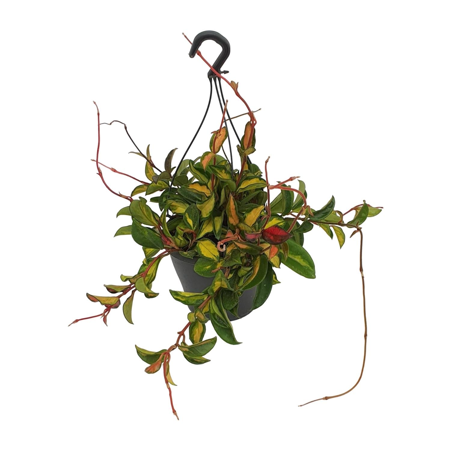 Hoya Carnosa Tricolor - Ø19cm - ↕20cm