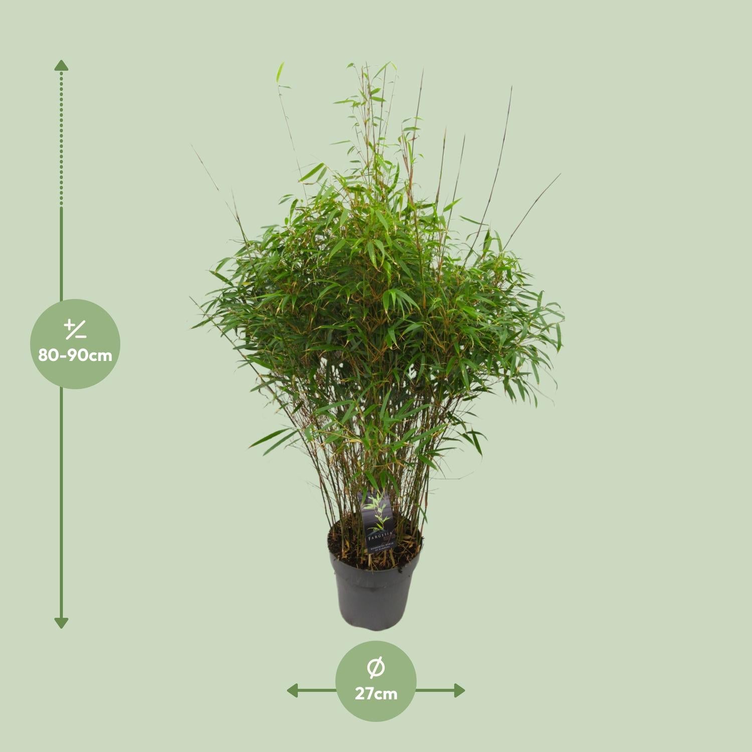 Fargesia 'rufa' - Nicht ausbreitender Bambus - Ø27cm - ↕90cm