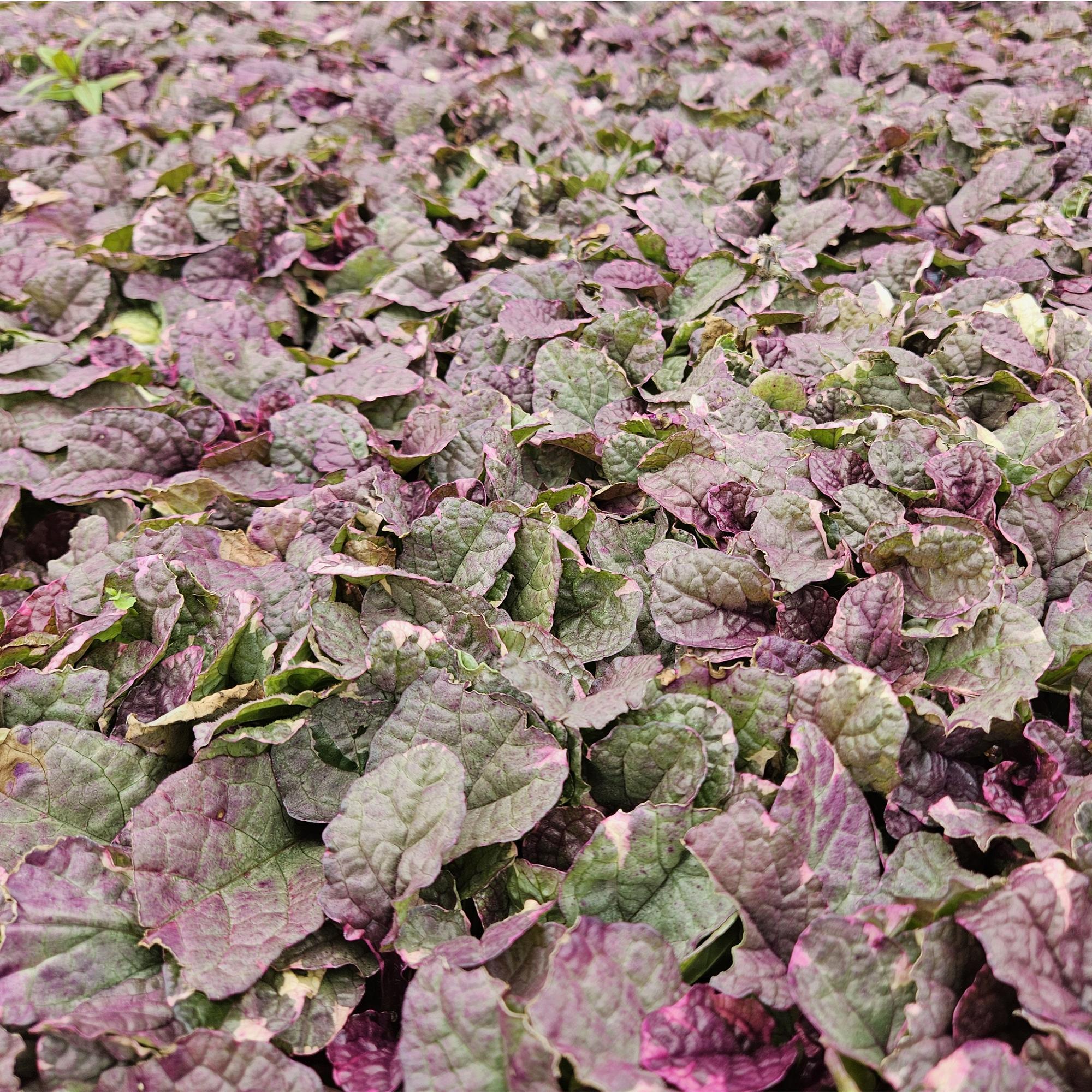 12 Ajuga reptans 'Burgundy Glow' - ↕10-25cm - Ø9cm
