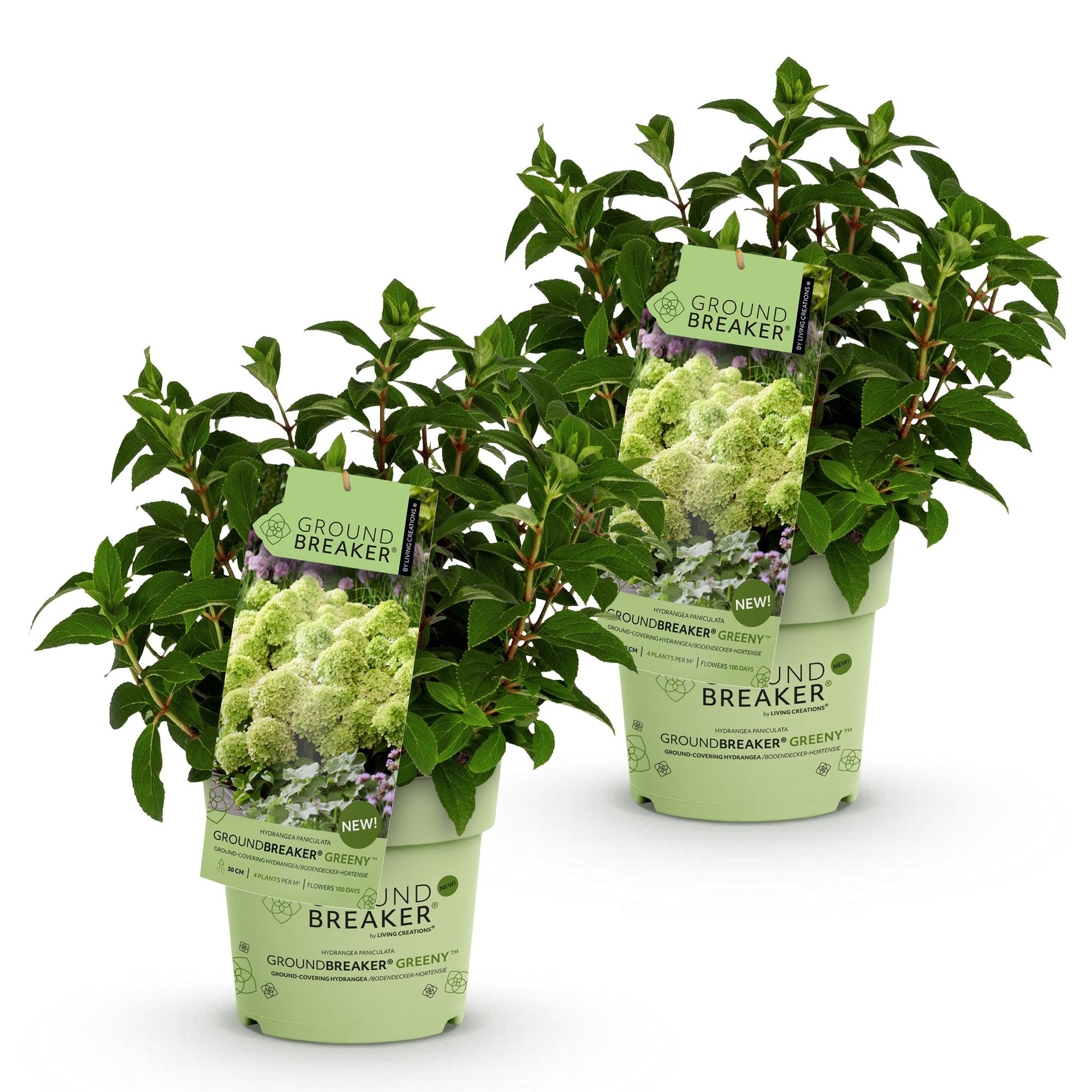 Hydrangea panniculata Groundbreaker Greeny - Pluimhortensia - Winterhard - Creme - 2 Planten - Pot 14cm -Hoogte 20-25cm
