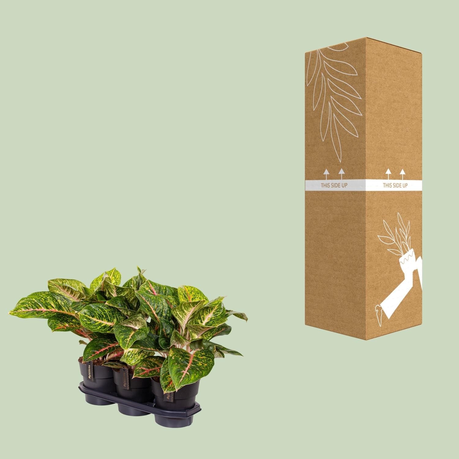 Aglaonema Frühlingsrot - Ø 19 cm - ↕ 60 cm