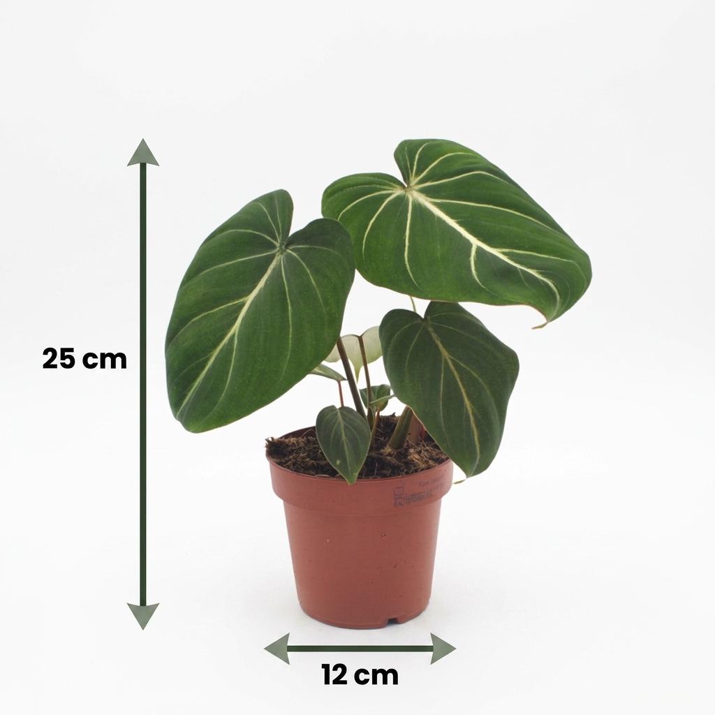 Philodendron Gloriosum - Glorie Philodendron - met Mand - Pot 12cm - Hoogte - 25cm