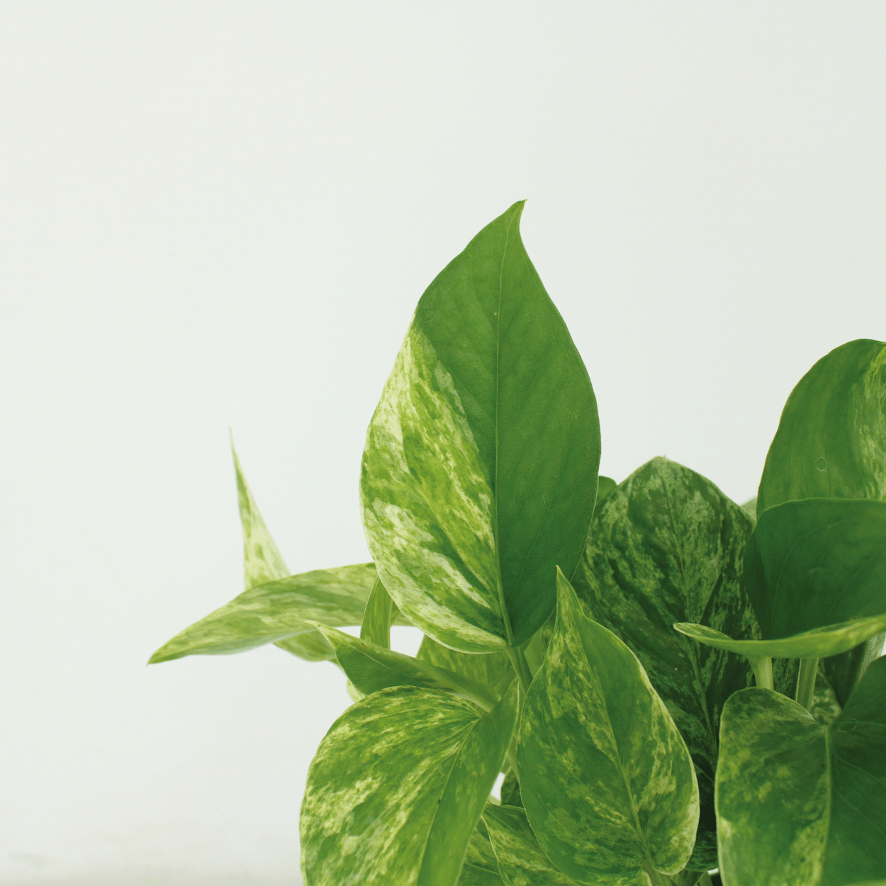 Epipremnum Marble Queen – 4 Stück – Ø 12 cm – ↕ 15 cm