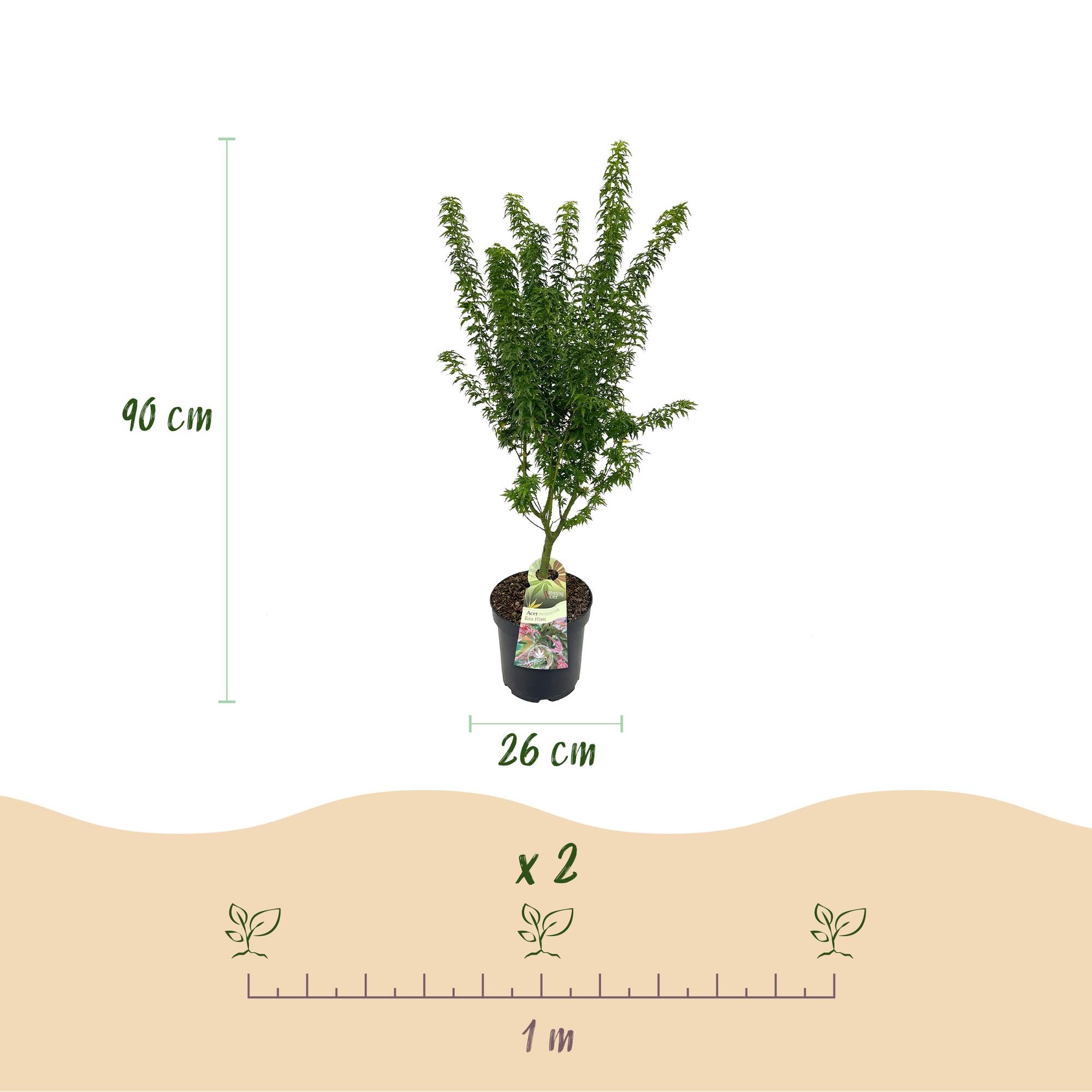 Acer palmatum Koto Hime - Japanse Esdoorn - Bladverliezend - Groen - 1 - Pot 26cm - Hoogte 90cm